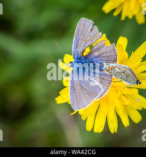 Zwei gemeinsame blaue Schmetterlinge (Polyommatus icarus) Zucht auf eine gelbe Blume Stockfoto