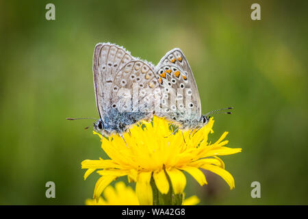 Zwei gemeinsame blaue Schmetterlinge (Polyommatus icarus) Zucht auf eine gelbe Blume Stockfoto