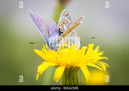 Zwei gemeinsame blaue Schmetterlinge (Polyommatus icarus) Zucht auf eine gelbe Blume Stockfoto