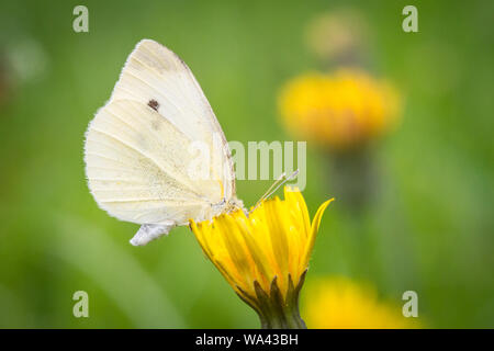 Kleiner Kohlweißling (Pieris rapae) Fütterung auf eine gelbe Blume Stockfoto
