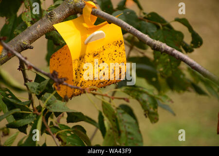 Insektenfalle im Baum, Gelb klebrigen Insektenfalle hängen auf der cherry tree Stockfoto