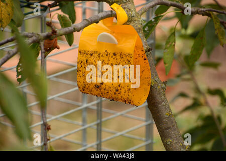 Gelbe insekt Leim trap in einem Kirschbaum, Insektenfalle vor Metallgitter Stockfoto