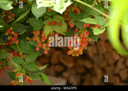 Nahaufnahme der Reife und Unreife black Bush, Detail rubus Hintergrund Stockfoto