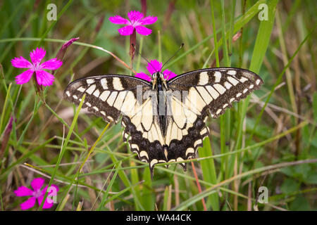 Schwalbenschwanz Schmetterling (Zygaena Filipendulae) Fütterung auf kartäuser Rosa (Dianthus carthusianorum) Stockfoto