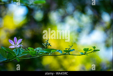 Üppigen lila fragil Blume wächst auf einem Zweig mit grünen Blättern in ein verschwommenes Licht Stockfoto