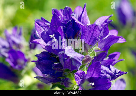 Clustered Glockenblume (Campanula glomerata), Nahaufnahme der einzelnen Blüten und Knospen der Blumen Kopf. Stockfoto