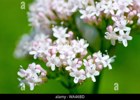 Gemeinsame Baldrian (Valeriana officinalis), Nahaufnahme der einzelnen Blüten des Blütenstandes. Stockfoto