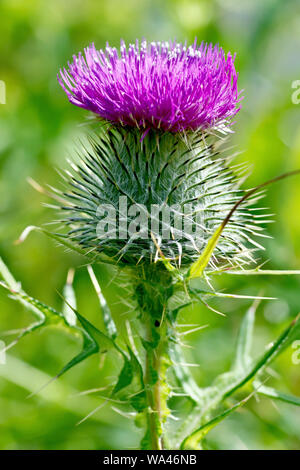 Speer Thistle (cirsium vulgare), in der Nähe einer einzelnen Blüte. Stockfoto