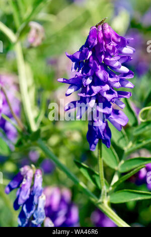 Vogelwicke (vicia cracca), Nahaufnahme einer einzigen Blütentrieb sprießen von einem Zweig der Pflanze mit Blättern im Hintergrund. Stockfoto