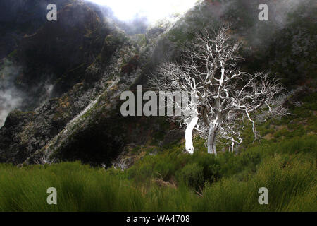 Versteinerte Bäume und ein dunstiger Atmosphäre an den Hängen des Pico Ruivo auf der Insel Madeira (Portugal) Stockfoto