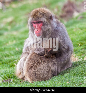 Schnee Affen (Makaken) bei Highland Wildlife Park Stockfoto