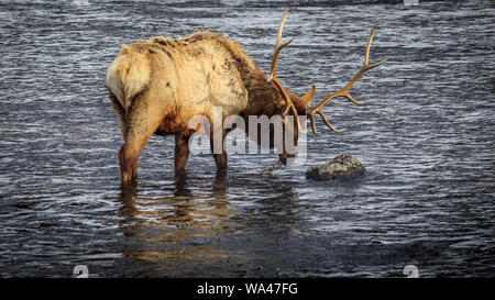 Ein bull elk Grünfutter für Gras Unterwasser wächst im Winter, Yellowstone National Park, Wyoming, USA Stockfoto