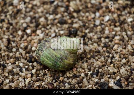 Grüne Schale große weibliche Einsiedlerkrebs Stockfoto