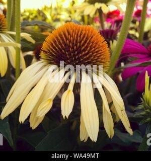 Nahaufnahme einer weißen Koneblume auf dem Hintergrund Bunte Blumen Stockfoto