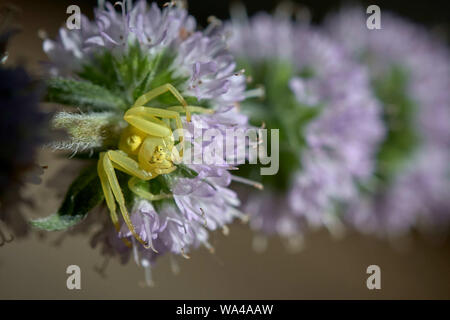 Eine Goldrute crab Spider (Misumena vatia) auf einem Minze blühen im US-Bundesstaat Oregon. Stockfoto