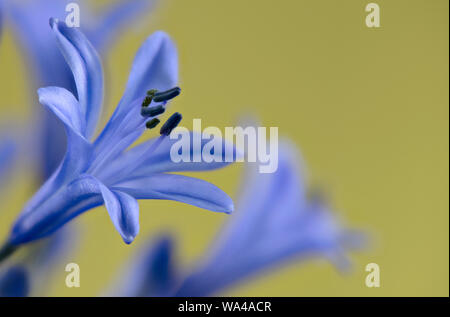 Nahaufnahme von Hellblau Agapanthus Blüten Stockfoto