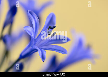 Nahaufnahme von Hellblau Agapanthus Blüten Stockfoto