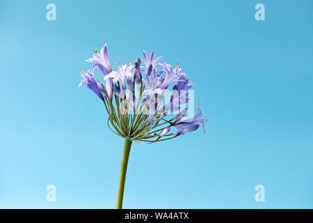 Schöne sternförmigen blaue Agapanthus Blüten fotografiert gegen einen hellen Hintergrund blau Stockfoto