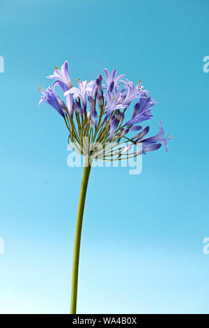 Schöne sternförmigen blaue Agapanthus Blüten fotografiert gegen einen hellen Hintergrund blau Stockfoto