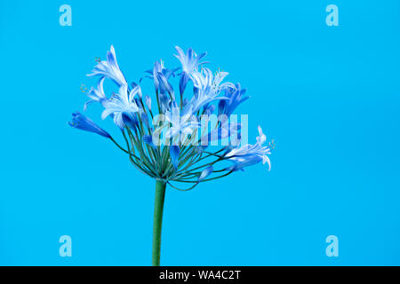 Schöne sternförmigen blaue Agapanthus Blüten fotografiert gegen einen hellen Hintergrund blau Stockfoto