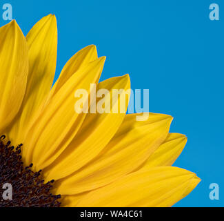 Kreative Fotografie der Teil einer hellen gelben Sonnenblume vor einem blauen Hintergrund fotografiert. Sieht aus wie eine aufgehende Sonne Stockfoto