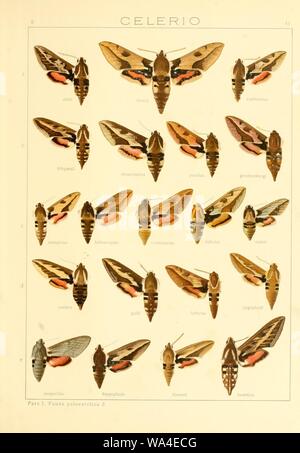 Sterben Sie Gross-Schmetterlinge der Erde (Taf. 41) Stockfoto