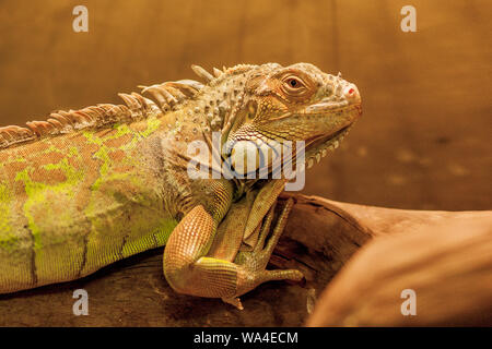 Grüner Leguan, auch bekannt als amerikanische Leguan, ist ein großer, kletternde, Eidechse. In Gefangenschaft als Haustier aufgrund seiner ruhigen und hellen Farben gefunden. Stockfoto