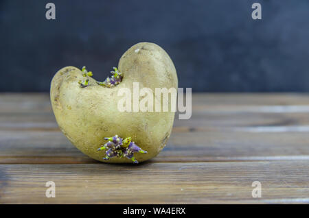 Gekeimte Kartoffeln, in Form von einem Herz auf braunem Holz- Hintergrund mit Kopie Raum Stockfoto