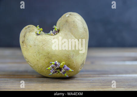 Gekeimte Kartoffeln, in Form von einem Herz auf braunem Holz- Hintergrund mit Kopie Raum Stockfoto