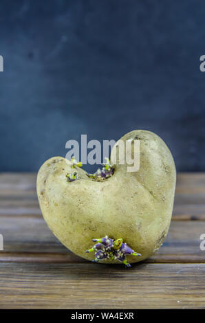 Gekeimte Kartoffeln, in Form von einem Herz auf braunem Holz- Hintergrund mit Kopie Raum Stockfoto