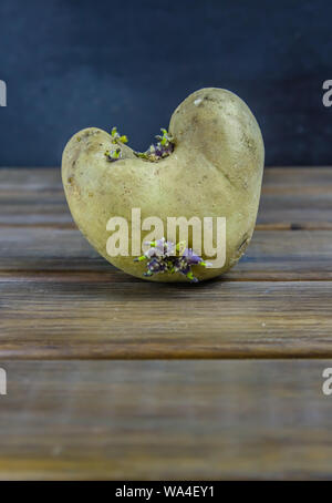 Gekeimte Kartoffeln, in Form von einem Herz auf braunem Holz- Hintergrund mit Kopie Raum Stockfoto