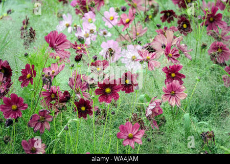 Mexikanischer Oster, Garden Cosmos bipinnatus in jährlichen Blumen im Sommer Blumenbeet Purpurgarten Cosmos Bettwäsche Stockfoto