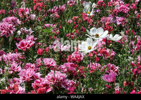 Rosa Godetia Blumenbeet mit weißem mexikanischen Aster, Garten Cosmos bipinnatus 'Reinheit' Bettwäsche Pflanzen Stockfoto