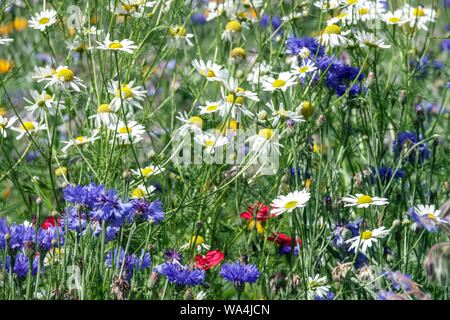 Wildblumenwiese Blumen Blau Weiße Blumen Sommer Blume Wiese Garten Wildblumen naturalistische Szene Wildblumenwiese Blumen Bienenfreundlicher Garten Stockfoto