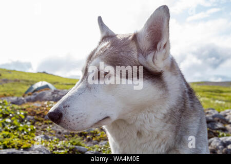 Porträt der Rasse Husky an sonnigen Sommertag. Stockfoto