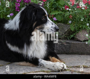 Ein niedliches Alert collie Australian Shepherd mix Hund liegend auf der Steinterrasse vor einem Garten von Wildblumen Stockfoto