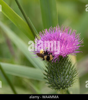 Hummel auf einer rosa Stier Distel Pflanze Stockfoto