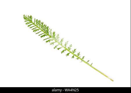 Schafgarbe (Achillea millefolium) Blatt auf weißem Hintergrund. Stockfoto