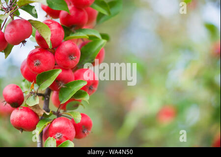 Red Crab Äpfel (Malus sp.) selektiven Fokus und seichte Freiheitsgrad. Stockfoto