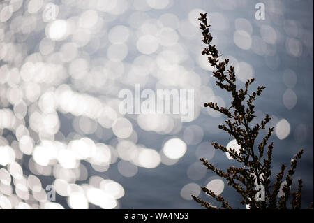 Gewöhnliches Beifuß (Artemisia vulgaris) Silhouette vor entkokutem Hintergrund. Selektiver Fokus und geringe Schärfentiefe. Stockfoto