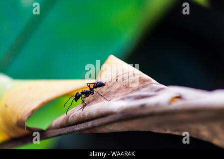 "Hormiga Balla' oder 'Bullet ant', in Costa Rica Regenwald Stockfoto