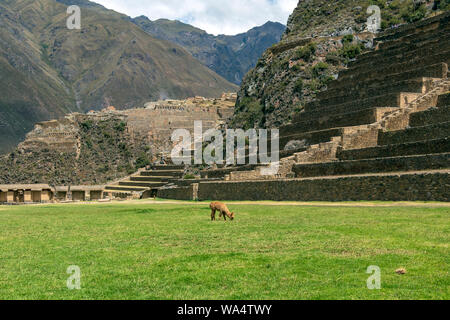 Ollantaytambo Machu Picchu im Süden Perus: Eine massive Inka Festung mit großen landwirtschaftlichen Terrassen aus Stein auf einem Hügel Stockfoto