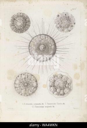 Die radiolarien (Rhizopoda radiata) - Ernst Haeckel - Tafel 03. Stockfoto