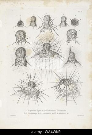 Die radiolarien (Rhizopoda radiata) - Ernst Haeckel - Tafel 07. Stockfoto
