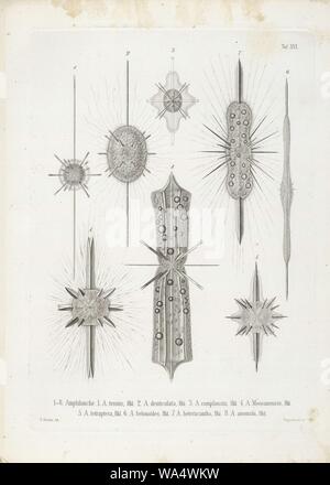 Die radiolarien (Rhizopoda radiata) - Ernst Haeckel - Tafel 17. Stockfoto