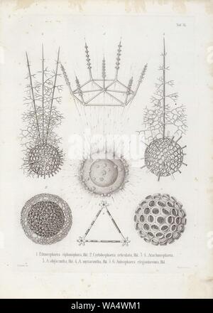 Die radiolarien (Rhizopoda radiata) - Ernst Haeckel - Tafel 12. Stockfoto