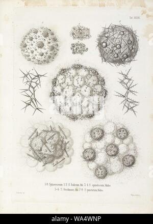 Die radiolarien (Rhizopoda radiata) - Ernst Haeckel - Tafel 34. Stockfoto