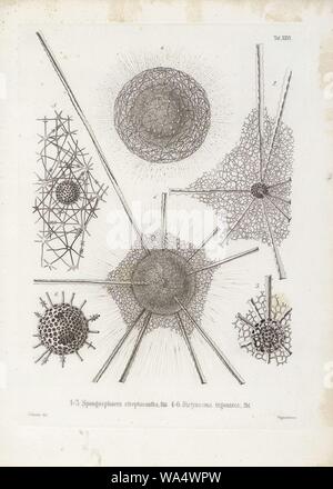 Die radiolarien (Rhizopoda radiata) - Ernst Haeckel - Tafel 27. Stockfoto