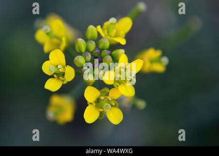 Gelbe Rakete Barbarea vulgaris Blumen close up Stockfoto
