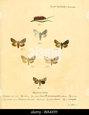 Schmetterlinge in Abbildungen Nach der Natur sterben Stockfoto